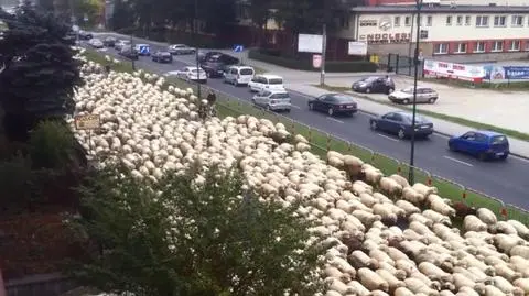 Kilka tysięcy owiec przeszło ulicami Nowego Targu