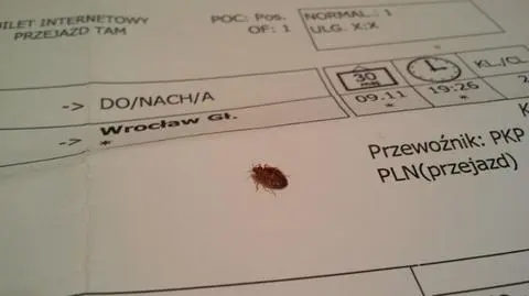 Pluskwa w pociągu sfotografowana przez internautę Artura 