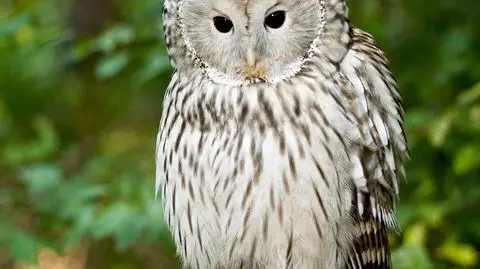 Puszczyki uralskie z krakowskiego zoo pojadą do Wiednia
