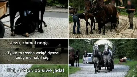 Badania koni z Morskiego Oka