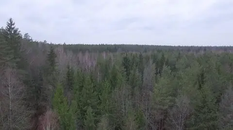Do puszczy wstęp wzbroniony
