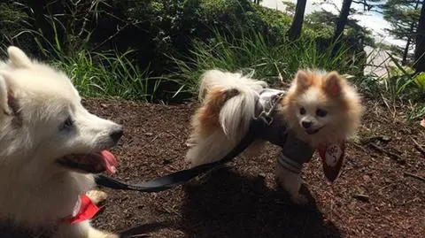 Najlepsi psi przyjaciele Hoshi i Zen