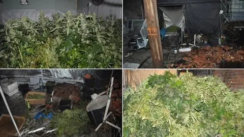 Nalot policji na plantację konopi. 
"Podejrzani podpalili pomieszczenia" 
