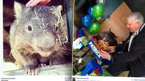 Wombat na Tinderze