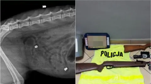 Strzelał do kota z wiatrówki