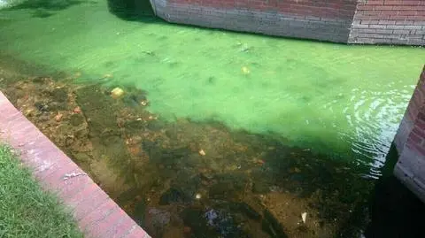 Gdańsk: Potok Strzyża jest zielony