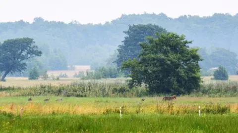 Pomorskie: Wataha wilków w Choczewie