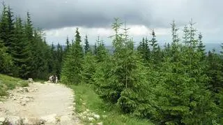 Mężczyzna w stanie krytycznym trafił do szpitala