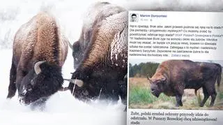 W mazurskiej puszczy żyje 100 żubrów 