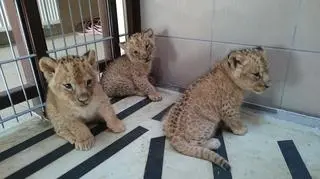 W zoo urodziły się kolejne lwiątka 