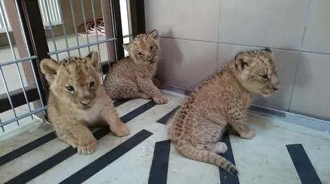Gdańsk: w zoo urodziły się trzy lwy