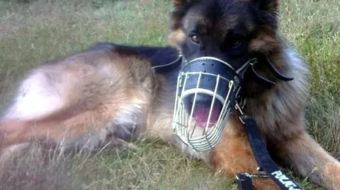 Alex pomoże policjantom. Zaczął już szkolenie