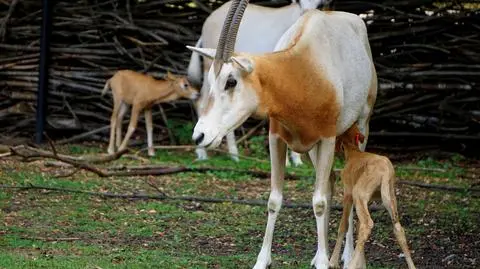 Powiększyło się stado oryksów szablorogich we wrocławskim zoo