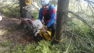 Pies wpadł do górskiej szczeliny. Zwierzęciu pomogli ratownicy GOPR