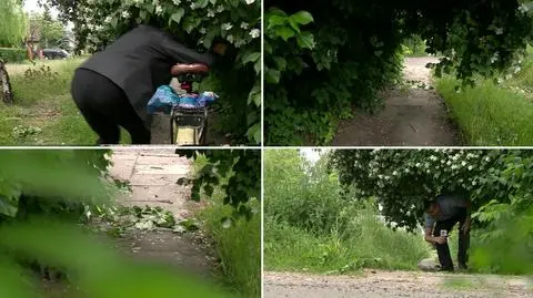 Absurdalny chodnik w Łodzi. Przez krzak tylko dla psów i liliputów