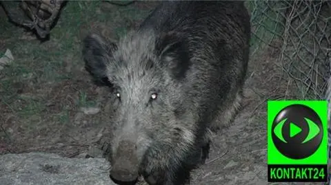 Ranny dzik zabił na polowaniu