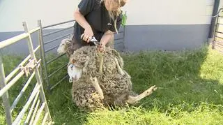 Pedicure, szczotkowanie, pielęgnacja wełny. Owce szykują się na konkurs piękności