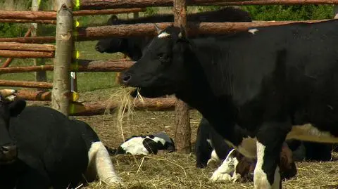 "There&#039;s no justification to kill these cows". Animal rights campaigners have been staging protests and kicking up a fuss on social media (Video from May 9)