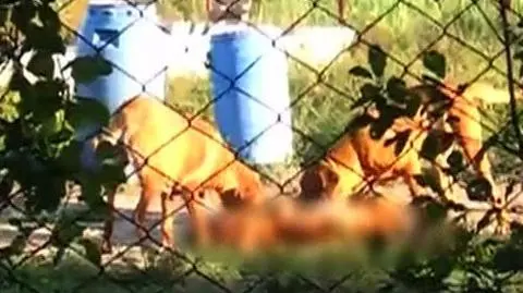 Fabryka groźnych psów