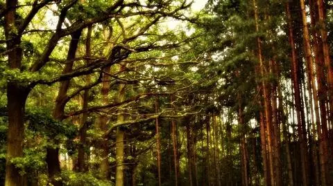 Dolny Śląsk: wywiózł żonę do lasu, groził jej śmiercią