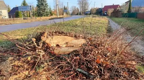 Białowieża. Wycięli niemal 70 drzew, bo przebudowują drogę