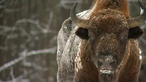 State Forests got a permission to shoot some 40 European bison