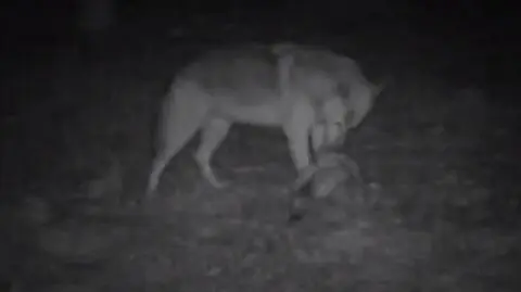 Leśna uczta w oku kamery. Sarna zaspokoiła wilczy apetyt