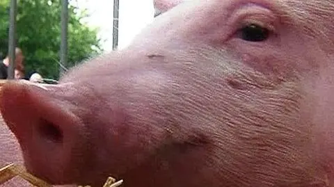 Sklonowana świnia urodziła zielone prosiaki