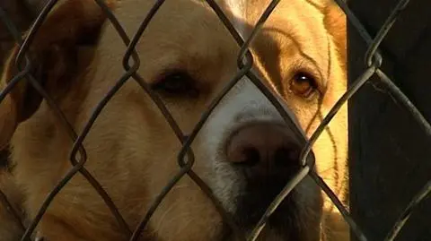 W poszukiwaniu azylu