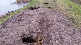 Bobry dziurawią wały przeciwpowodziowe wzdłuż Odry 