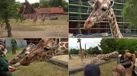 Żyrafy z wrocławskiego zoo świętowały najdłuższy dzień roku