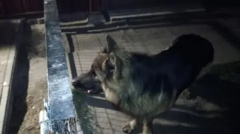 Pies bohater. Doprowadził policjantów do właściciela