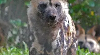 Likaony pochodzą z Afryki