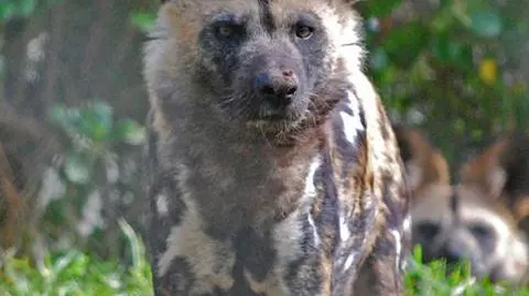 Dwulatek zginął w zoo. Wpadł na wybieg likaonów