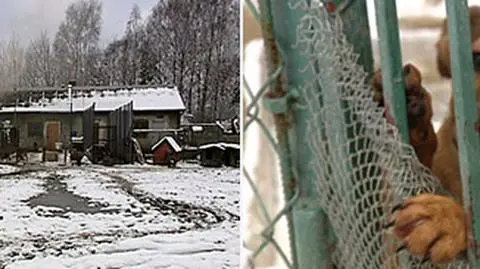 Schronisko w Korabiewicach