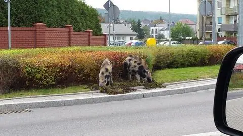 Dziki na dobre wprowadziły się do miast, bo tam jest dużo jedzenia
