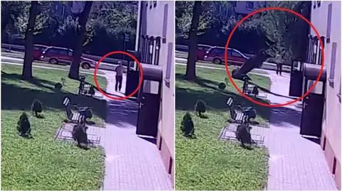 Mężczyzna szedł chodnikiem. Kilka sekund później runęło drzewo