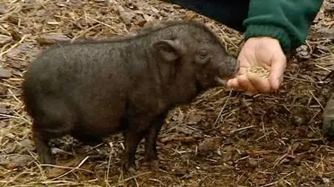 "Śmieją się, że podłożyli mi świnię". Pigi robi furorę