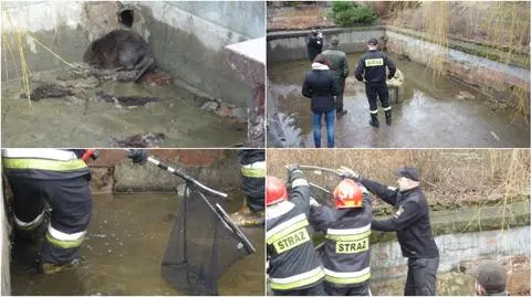 Grudziądz: Bóbr w Ogrodzie Botanicznym