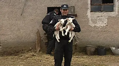 Dziesiątki owiec padły z głodu. 
"Właściciel  był niepoczytalny"