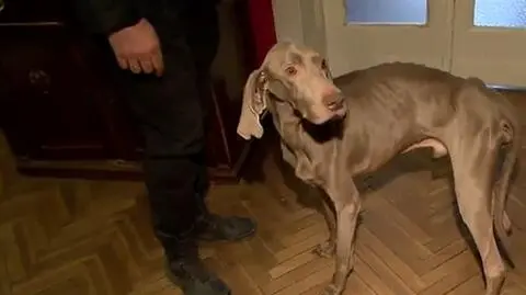 45-latek skazany za znęcanie się nad psem. Trafi za kratki