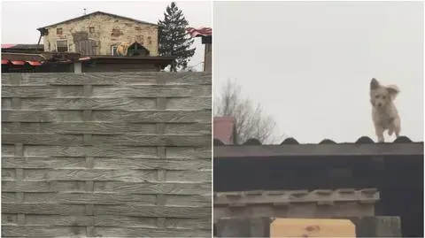 Pomorskie. Właściciel trzymał psa na dachu