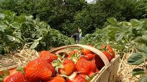 Molestują kobiety na plantacjach truskawek