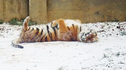Śląskie zoo: osioł biega, tygrys się tarza - tak cieszą się ze śniegu