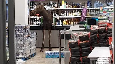 Łoś "na zakupach" w markecie w Sokółce 