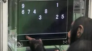 Z jednej strony pięciolatki z drugiej dorośli - do rozwiązania testy sprawdzające pamięć krótkotrwałą. Na pewno wielu zdziwi fakt, że dużo lepiej poszło tym młodszym. A przetestowanym dorosłym tym trudniej uporać się z porażką, że ich przeciwnikami były młode... szympansy. (APTN)