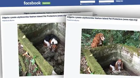 Suczka wpadła do studzienki, przez tydzień czuwała przy niej koleżanka