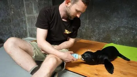 Wrocław: dwa małe kotiki urodziły się w zoo