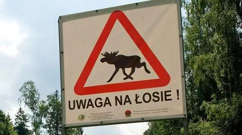 Zginął po zderzeniu z łosiem. Rodzina bez odszkodowania od państwa