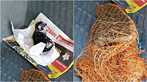 Gryfice: Chciał utopić kota, usłyszał wyrok: grzywna i odebranie kota